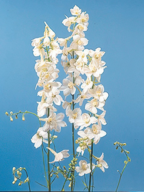DELPHINIUM CASABLANCA