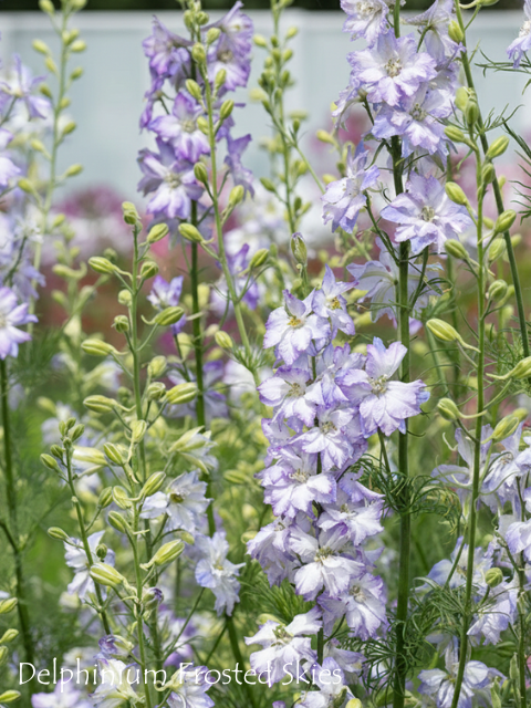 DELPHINIUM CONSOLIDA FROSTED SKIES