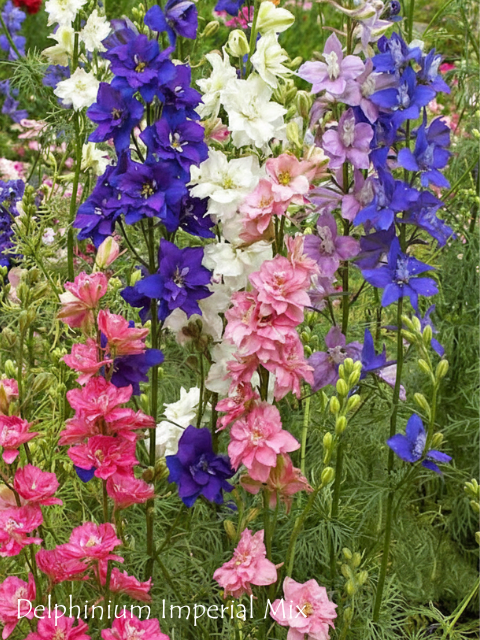 DELPHINIUM CONSOLIDA IMPERIAL MIX