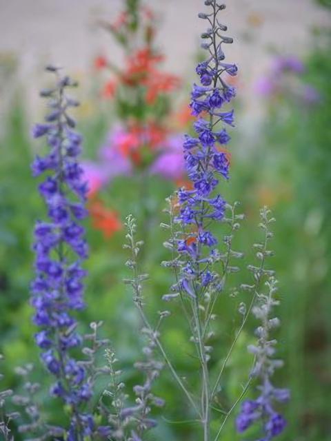 Delphinium Exaltatum