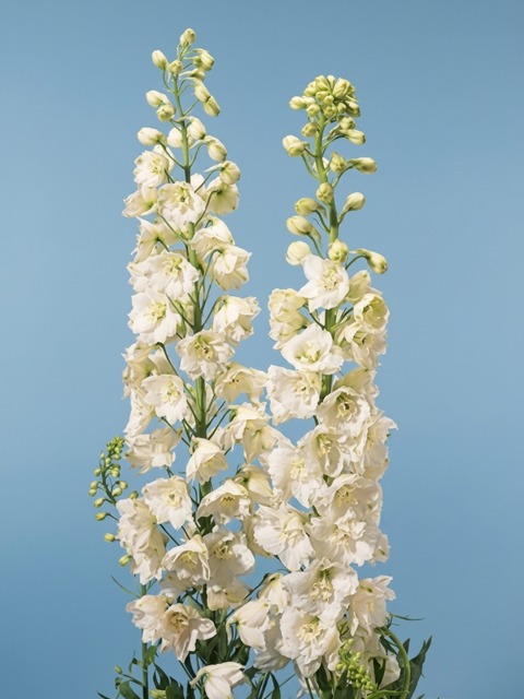 DELPHINIUM GALAHAD