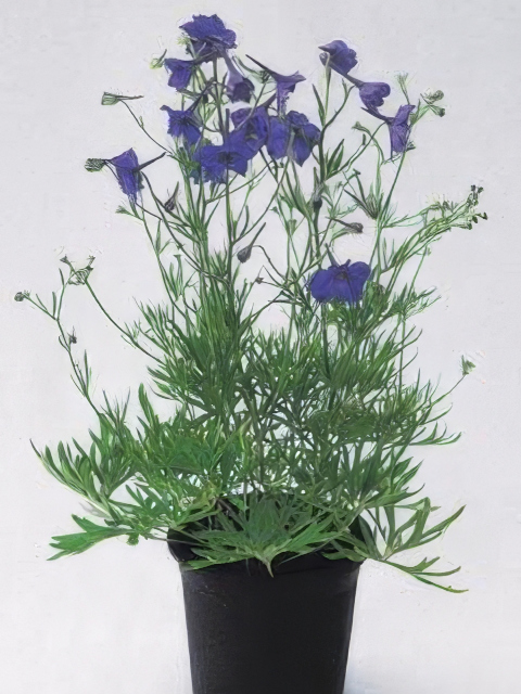 Delphinium grandiflorum Blue Pygmy