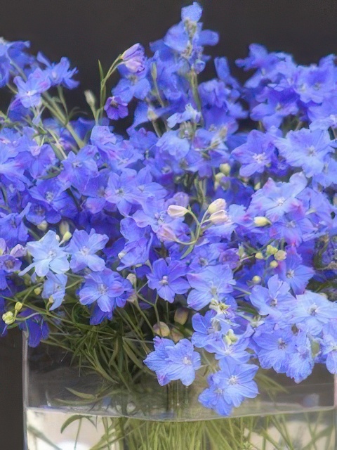 DELPHINIUM JENNY PEARL PINK