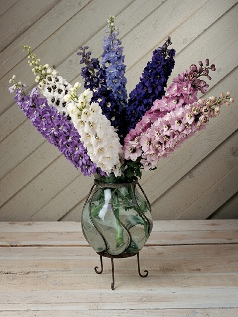 DELPHINIUM MAGIC FOUNTAINS