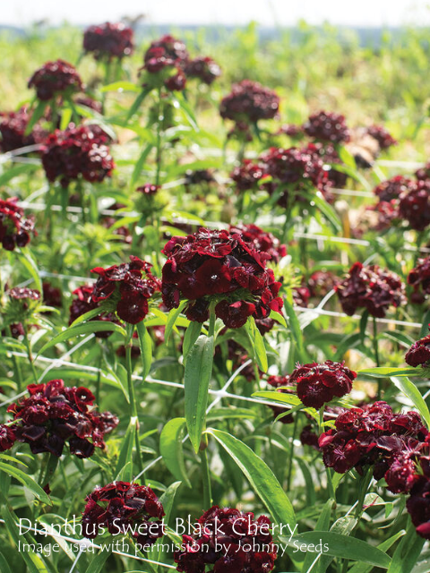 DIANTHUS SWEET BLACK CHERRY