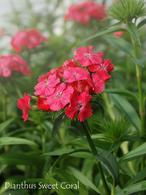 DIANTHUS SWEET CORAL