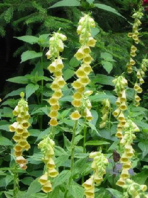 Digitalis ambigua Temple Bells