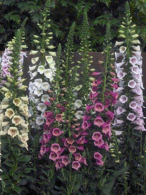 DIGITALIS CAMELOT MIX