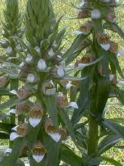 DIGITALIS LANATA CAFE CREME