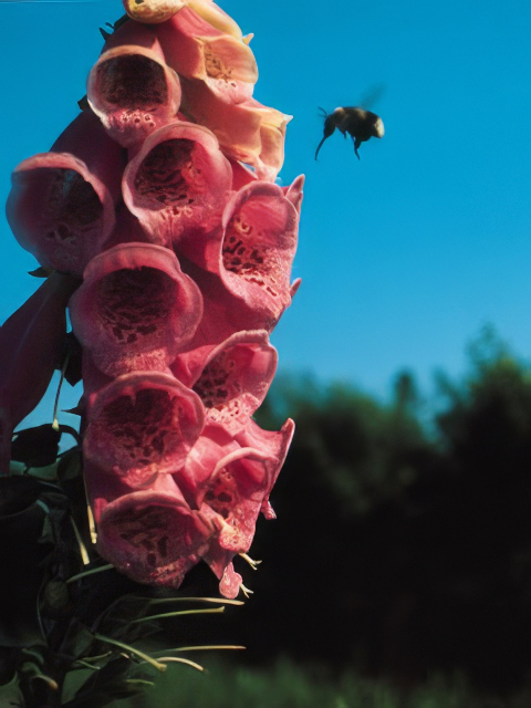 Digitalis mertonensis Summer King