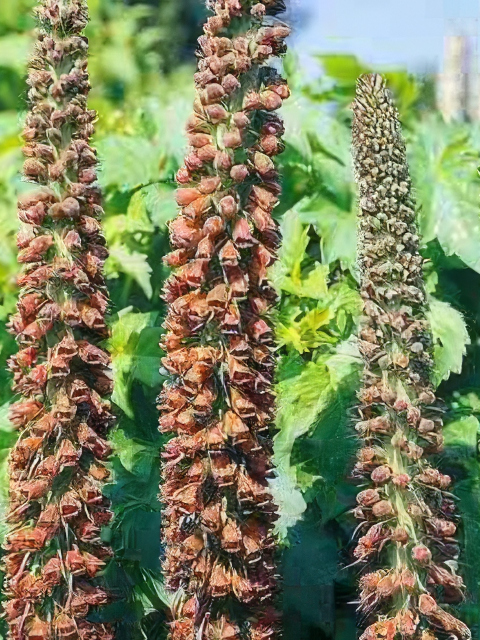DIGITALIS PARVIFLORA MILK CHOCOLATE
