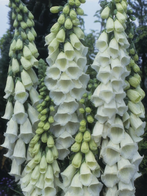 Digitalis purpurea alba