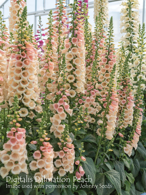 DIGITALIS PURPUREA DALMATIAN PEACH