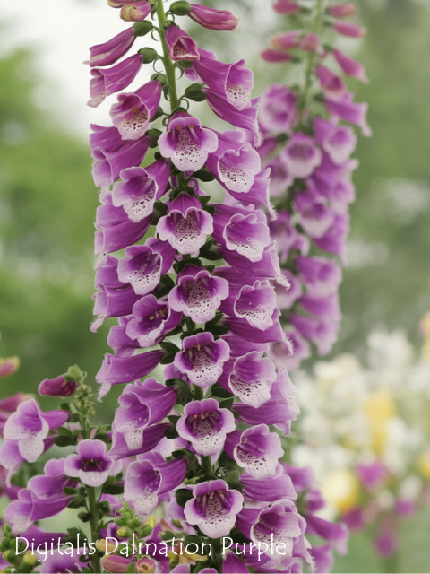 DIGITALIS PURPUREA DALMATIAN PURPLE