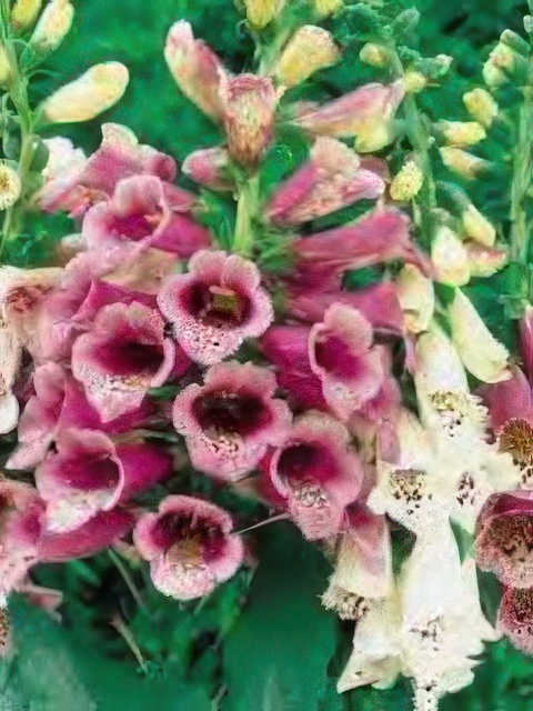 DIGITALIS PURPUREA FOXY