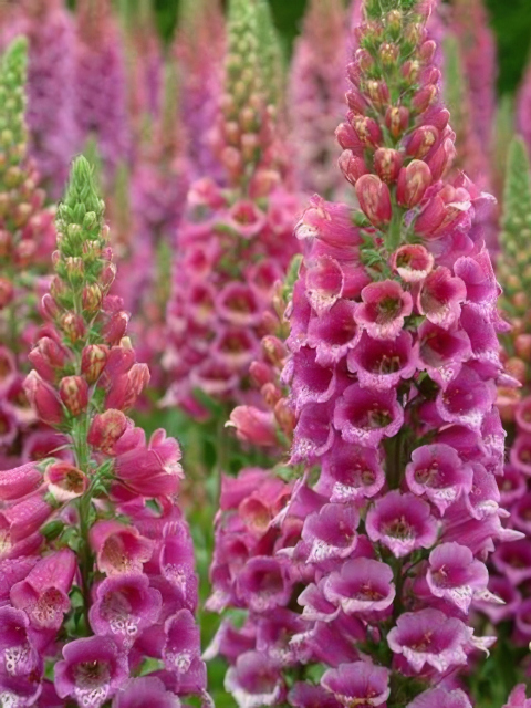 Digitalis purpurea Paisley Pink