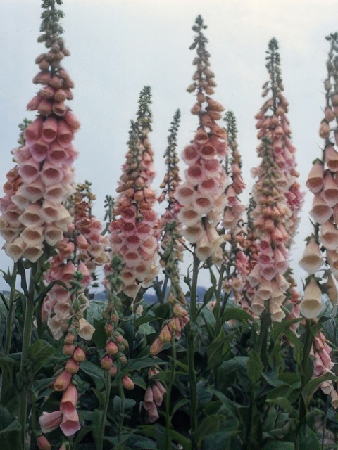 DIGITALIS SUTTONS APRICOT