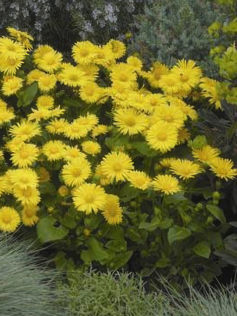 Doronicum orientale Leonardo Compact