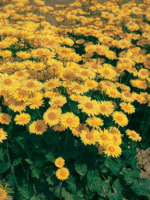 Doronicum orientale Leonardo