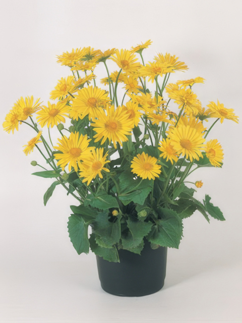 Doronicum orientale Little Leo