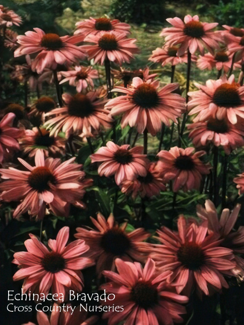 ECHINACEA BRAVADO