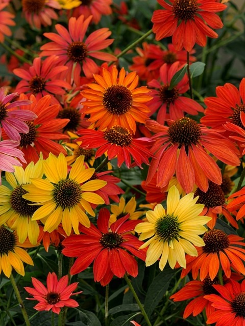 ECHINACEA CHEYENNE SPIRIT