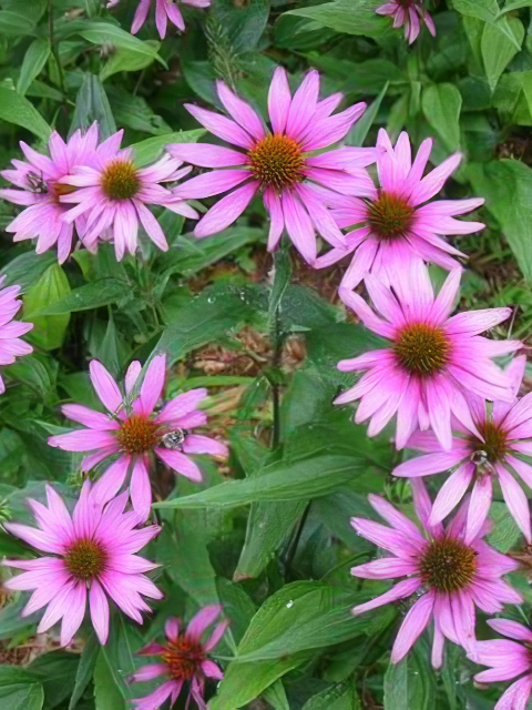 Echinacea purpurea Magnus
