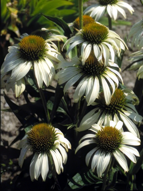 Echinacea purpurea White Swan