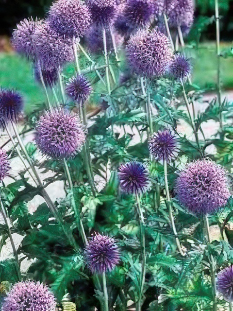 ECHINOPS RITRO BLUE