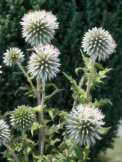 ECHINOPS STAR FROST