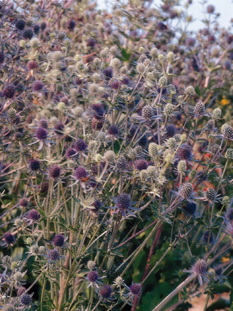 Eryngium Planum