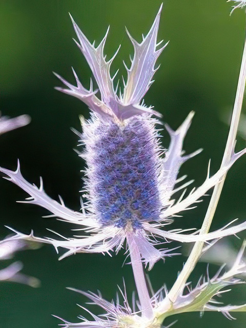 ERYNGIUM PURPLE SHEEN
