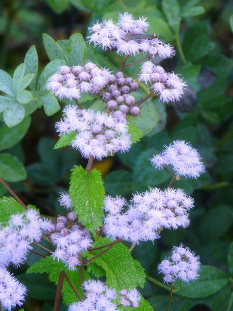 EUPATORIUM COELESTINUM