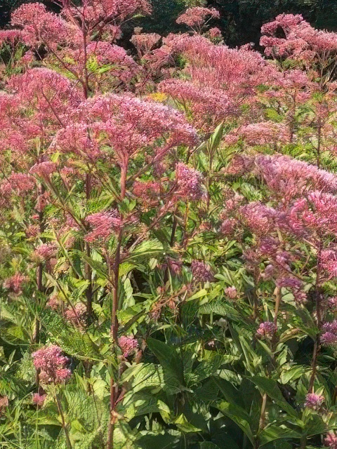 EUPATORIUM FISTULOSUM