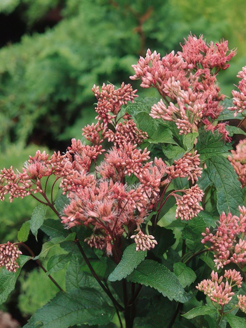 EUPATORIUM MAC. ATROPURPUREUM PR