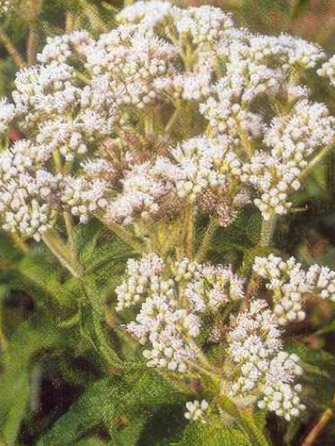 EUPATORIUM PERFOLIATUM