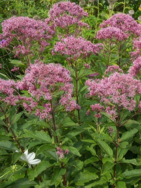 EUPATORIUM PURPUREUM