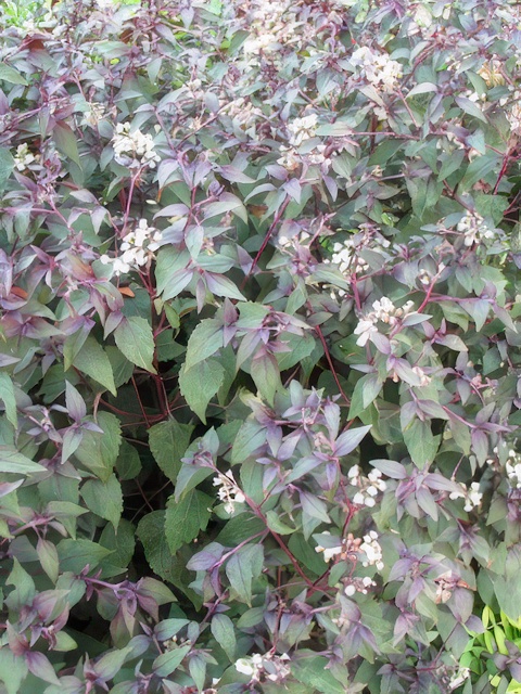 EUPATORIUM RUGOSUM