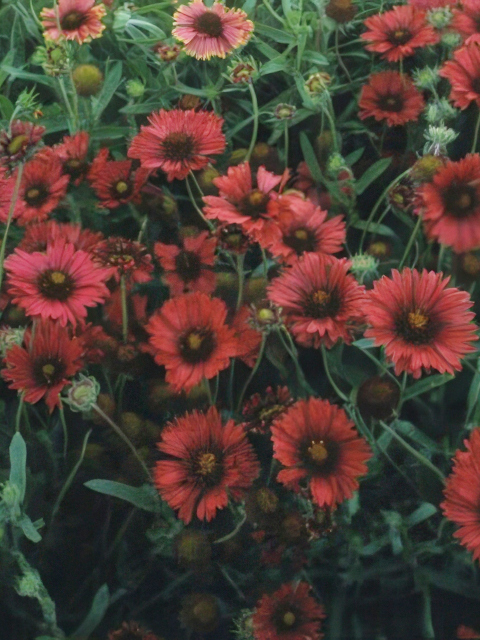 Gaillardia aristata Burgundy