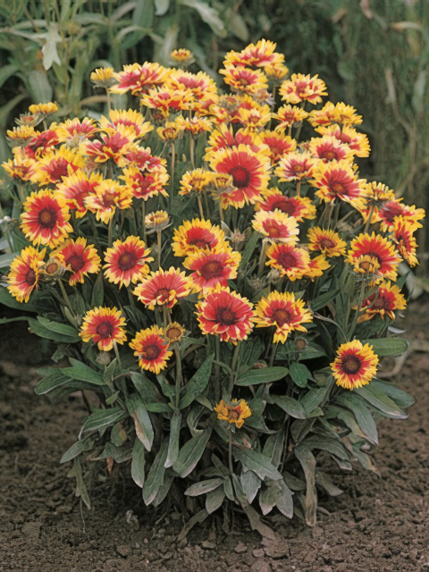 Gaillardia aristata Goblin