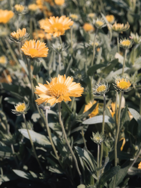 Gaillardia aristata Golden Goblin