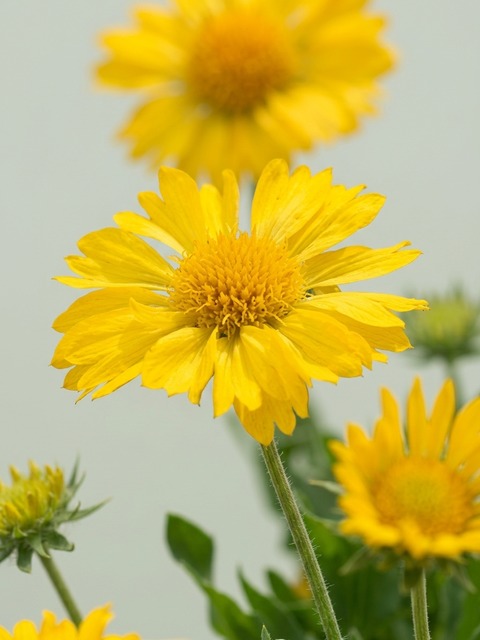 GAILLARDIA MESA YELLOW