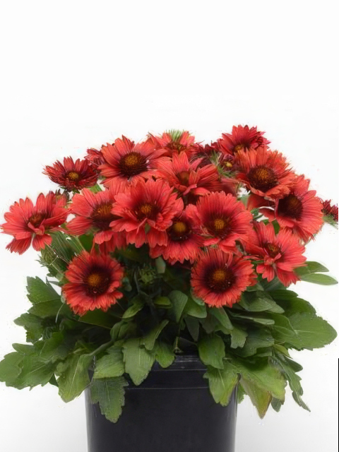 Gaillardia pulchella Red Plume