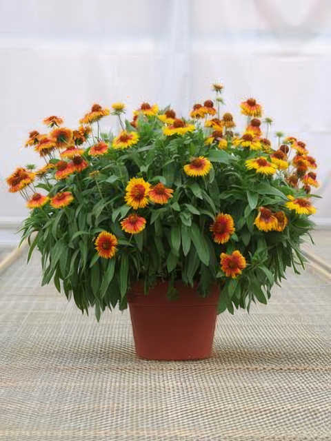 Gaillardia pulchella Sundance Bicolor