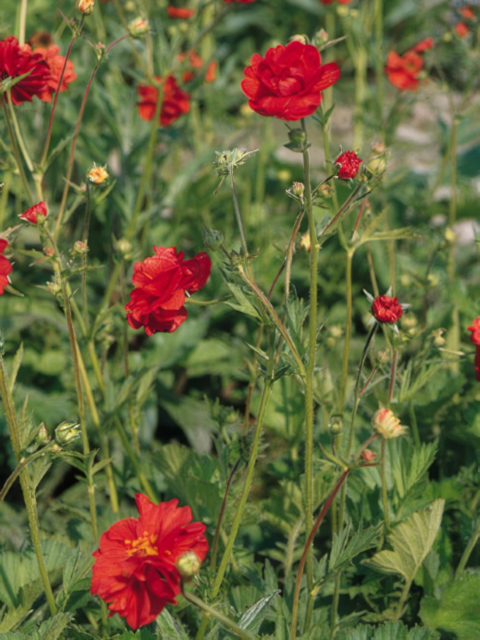Geum chiloense Mrs J. Bradshaw
