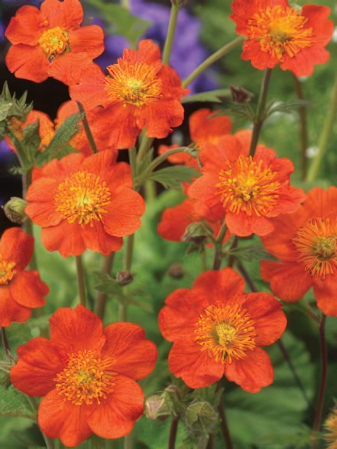 GEUM QUEEN OF ORANGE