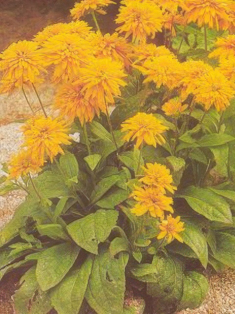 HELIANTHUS LAET. SHOWY SUNFLOWER