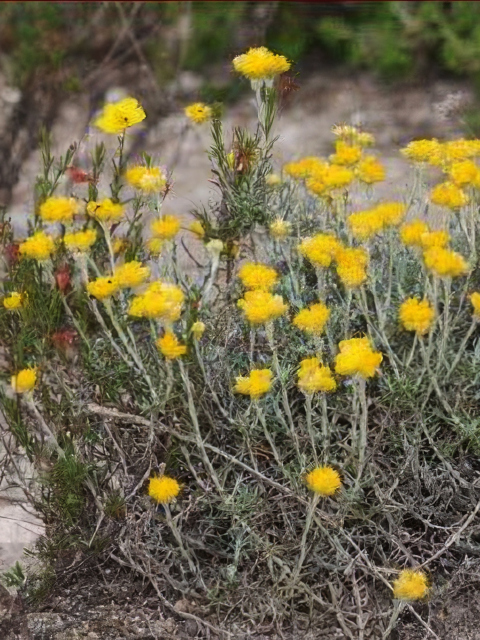 Helichrysum italicum