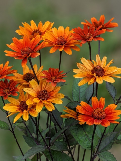 HELIOPSIS BLEEDING HEARTS