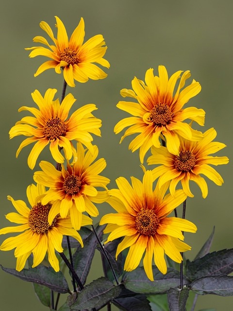 HELIOPSIS BURNING HEARTS